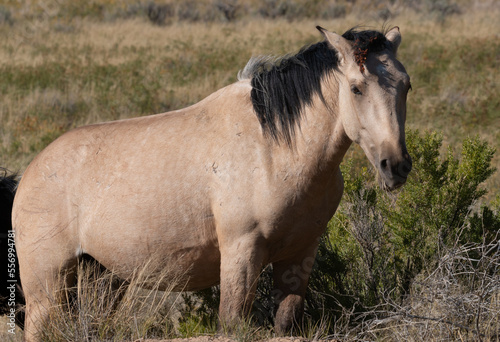 Wild Horse in the Wyoming Desert in Autumn © equigini