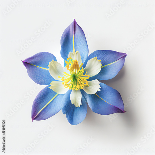 Papier peint Top view a Colorado blue columbine flower isolated on a white background, suitab