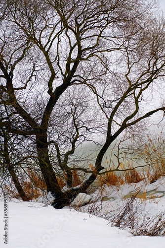 Willows on the shore of the lake in winter in December under snow and ice. Thaw. nature graphics