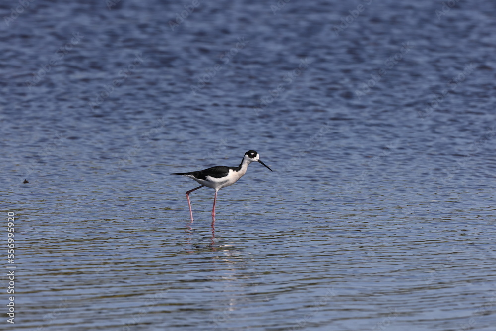 Black necked Stilt Myakka River State Park Florida USA