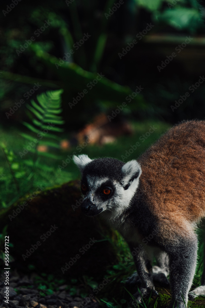 Fototapeta premium ring lemur