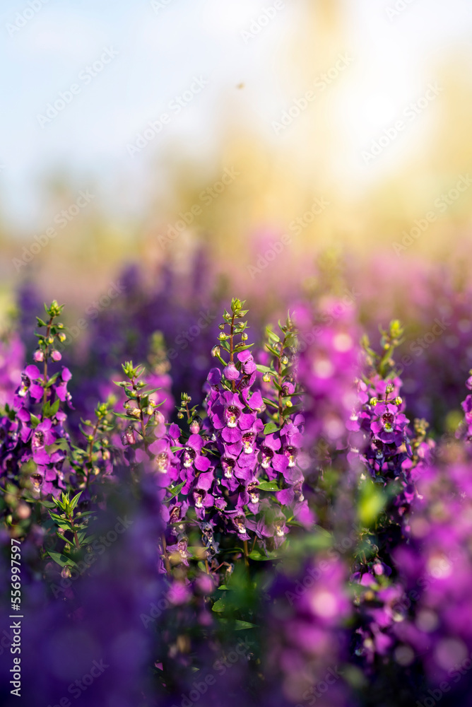 Naklejka premium angelonia goyazensis benth in in flowers village, udon thani province in thailand