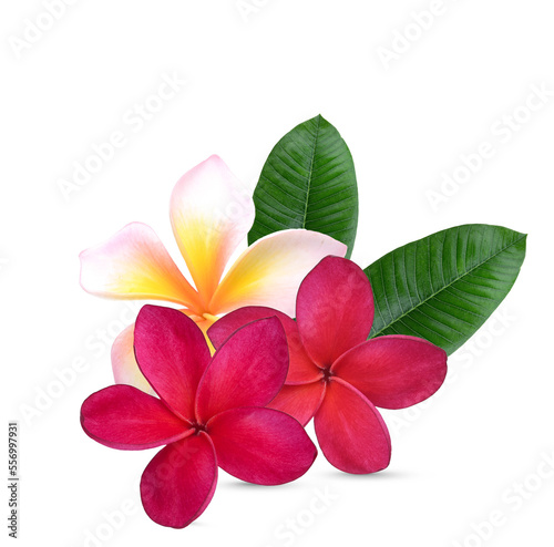 Plumeria, frangipani flowers red ,red ,pink  isolated on transparent.