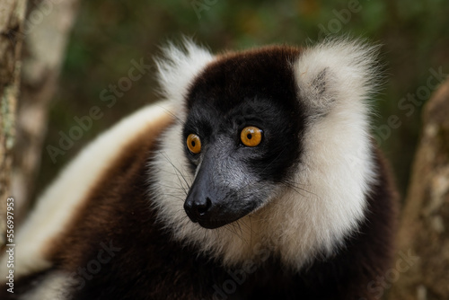 Black and White Ruffed Lemur - Varecia variegata, beautiful lemur from Madagascar east coast forests, Madagascar.