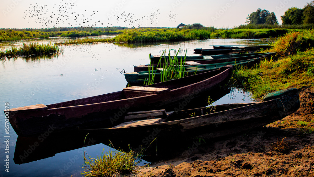 Backwaters in the Narew valley. Poland