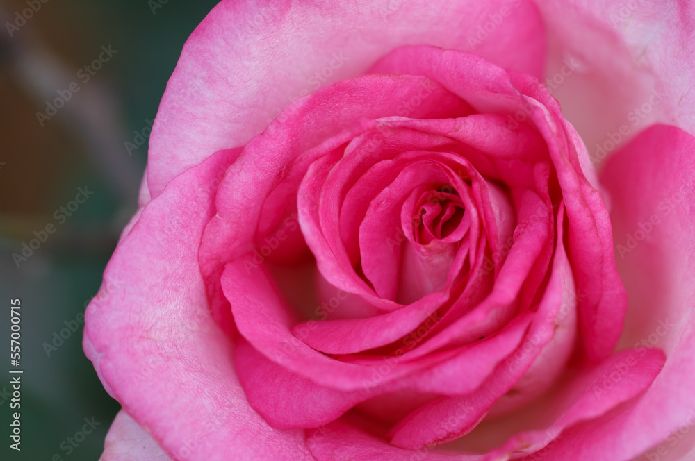 Close up of pink roses in a spring garden Close up of pink roses in a spring garden
