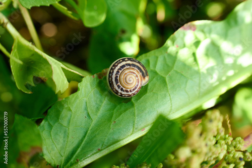 Close-up of a small snail on a leaf

