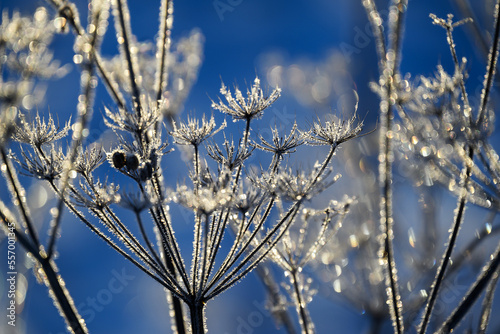 Hoarfrost on dry grass in winter time.