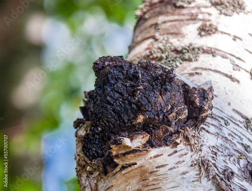 Mushroom chaga black birch close-up on the trunk of living tree.