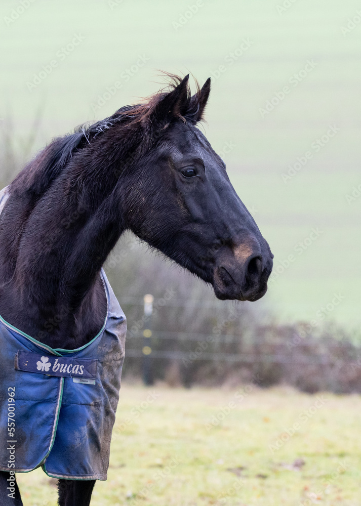 Obraz premium Hannoveraner auf der Winterweide