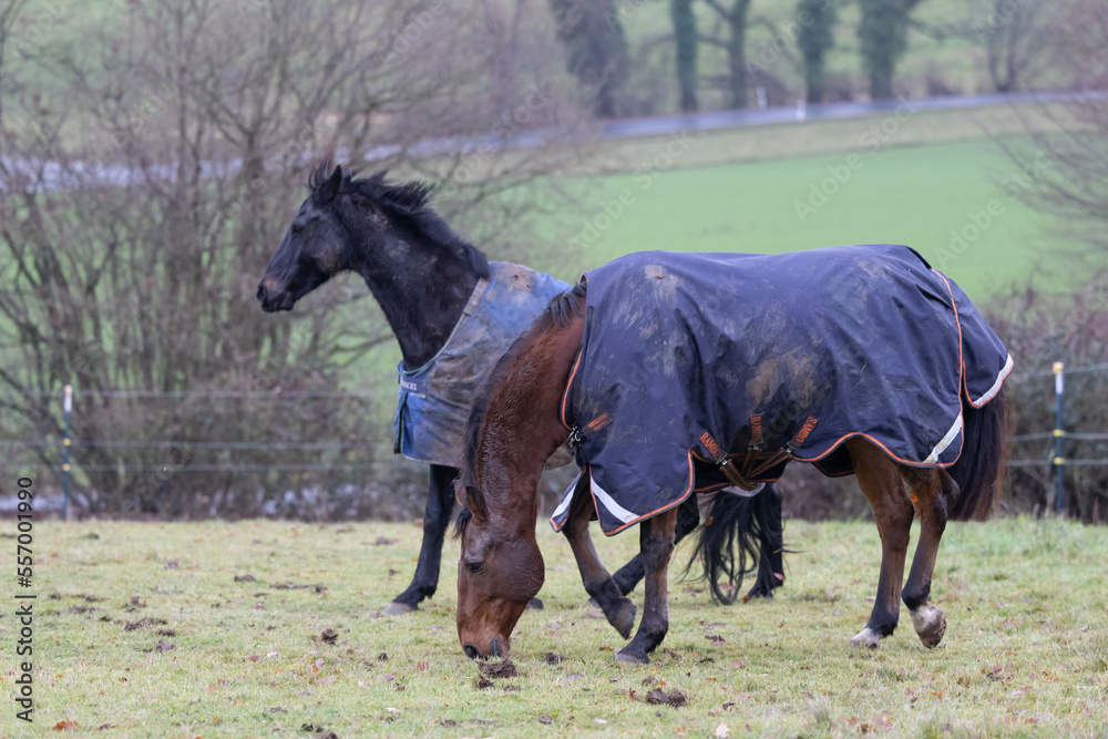 zwei Warmblüter mit Winter Decken beim Grasen auf der Weide zwei Warmblüter mit Winter Decken beim Grasen auf der Weide