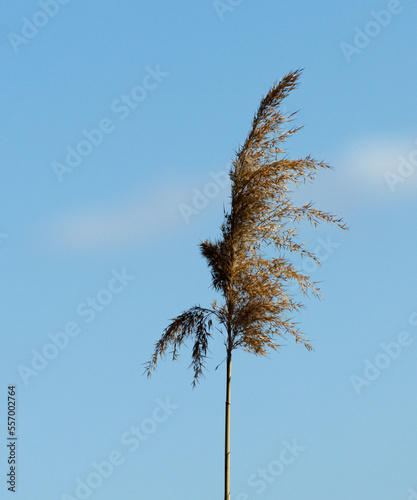 Reed against the sky