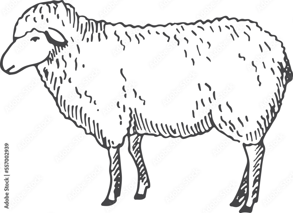 Obraz premium Lamb sketch. Farm wool animal. Sheep drawing