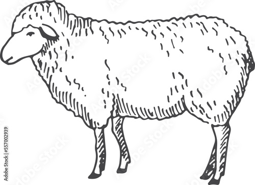 Lamb sketch. Farm wool animal. Sheep drawing