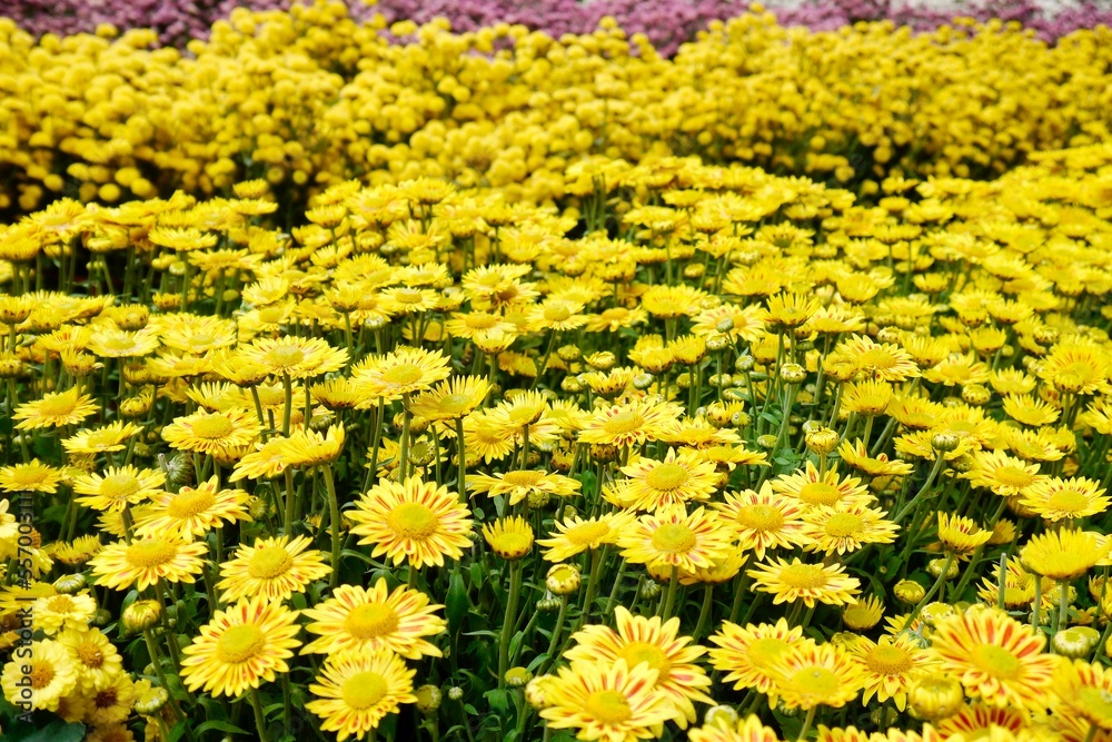 Blooming yellow small chrysanthemums. chrysanthemums flower field background.