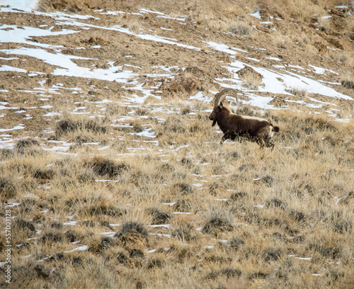 Capricorn or Siberian ibex calmly walks along grassy slope.