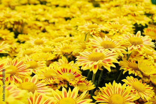 Blooming yellow small chrysanthemums. chrysanthemums flower field background.