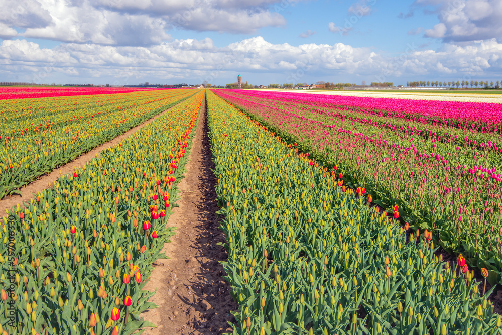 Budding and flowering tulips on the field of a Dutch flower bulb nursery in the village of Oude Tonge on the former South Holland island of Goeree Overflakkee. It's a sunny day in springtime.