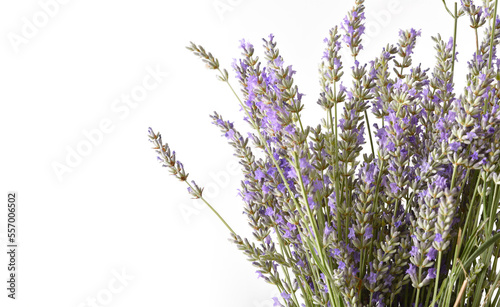 Bouquet of blooming lavender spikes on white isolated background
