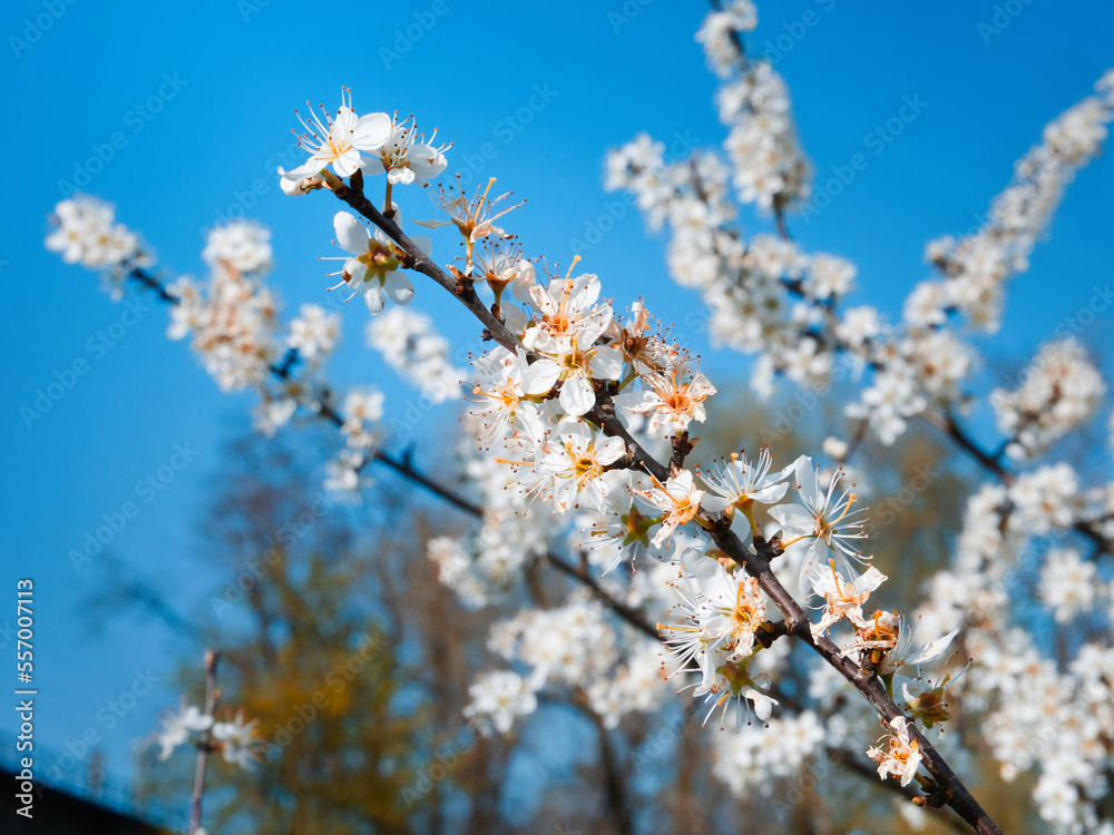 Blossoms of a Prunus Tree are Isolated Against the Blue Sky