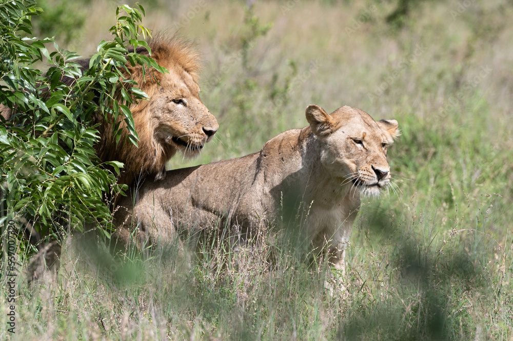 Panthera leo leo - Lion - Lion d'Afrique Panthera leo leo - Lion - Lion d'Afrique