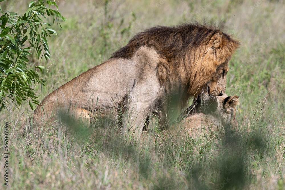Panthera leo leo - Lion - Lion d'Afrique Panthera leo leo - Lion - Lion d'Afrique