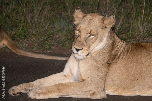 Panthera leo leo - Lion - Lion d'Afrique photo