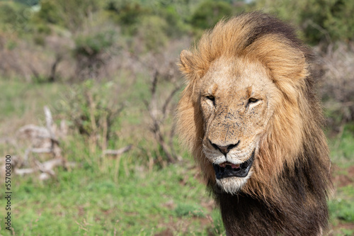 Panthera leo leo - Lion - Lion d Afrique