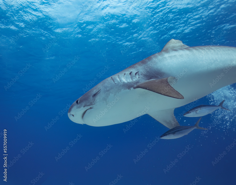 Obraz premium A Tiger Shark (Galeocerdo cuvier) in Bimini, Bahamas