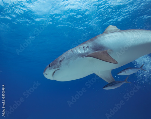 A Tiger Shark (Galeocerdo cuvier) in Bimini, Bahamas © Rob