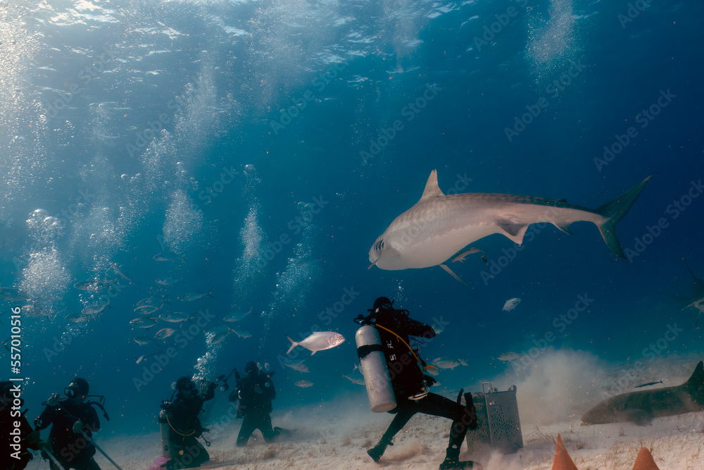 Divers interacting with a Tiger Shark (Galeocerdo cuvier) in Bimini, Bahamas