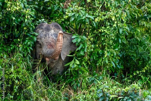 Borneo pygmy elephants near the Kinabatangan River, Sukau, Sabah photo