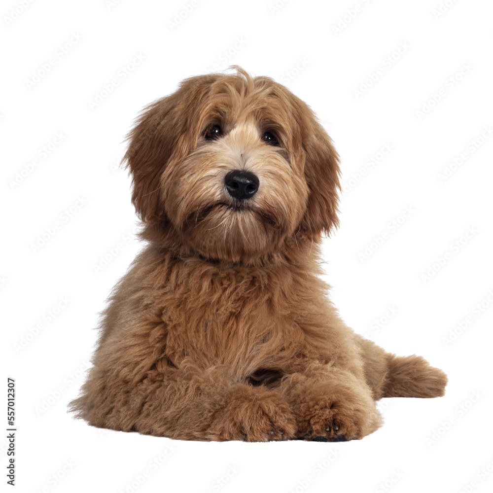 Adorable red / abricot Labradoodle dog puppy, laying down facing front, looking towards camera with shiny dark eyes. Isolated cutout on transparent background.. Mouth closed and cute head tilt