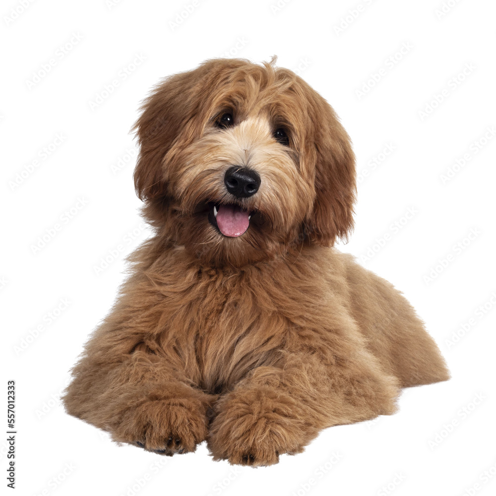 Adorable red / abricot Labradoodle dog puppy, laying down facing front, looking towards camera with shiny dark eyes. Isolated cutout on transparent background. Mouth open showing tongue and cute head 