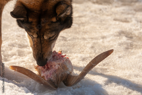 Laika dog bent over a hunting trophy - the remains of a goat's skull with horns. Bright sun with rays at a small angle to the surface of grainy snow. Selective focus, close-up. photo