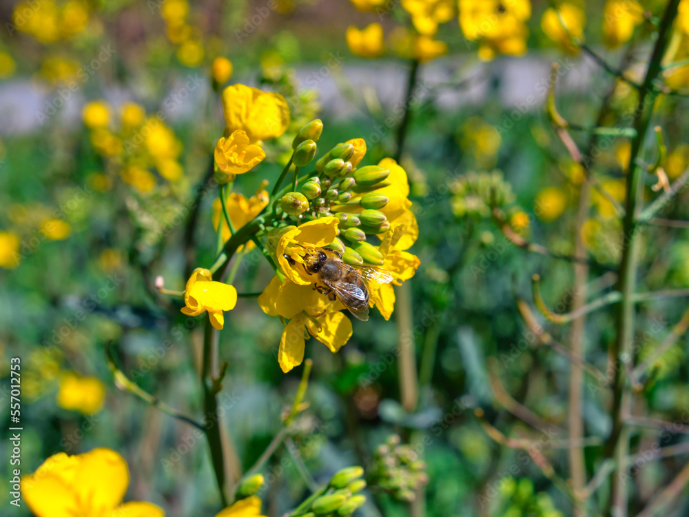 Honey bee collecting pollen on a rapeseed flower Honey bee collecting pollen on a rapeseed flower