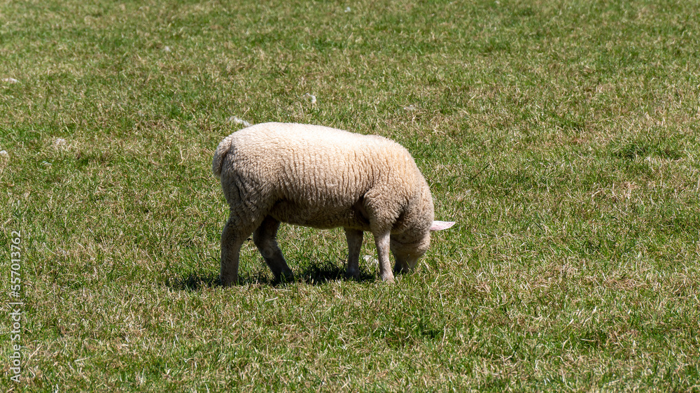 Cute little lamb grazing on a green meadow in spring. Cute little lamb grazing on a green meadow in spring.
