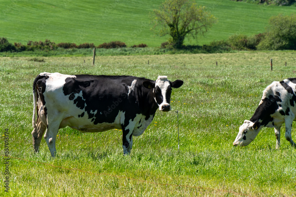 Two cows on a pasture on a spring day. Cattle. Cows grazing. Black and white cow on green grass field Two cows on a pasture on a spring day. Cattle. Cows grazing. Black and white cow on green grass field