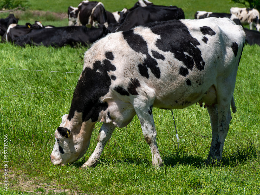 A white cow with black spots grazes on a farmer's field in spring. Livestock farm. White and black cow on green grass field A white cow with black spots grazes on a farmer's field in spring. Livestock farm. White and black cow on green grass field