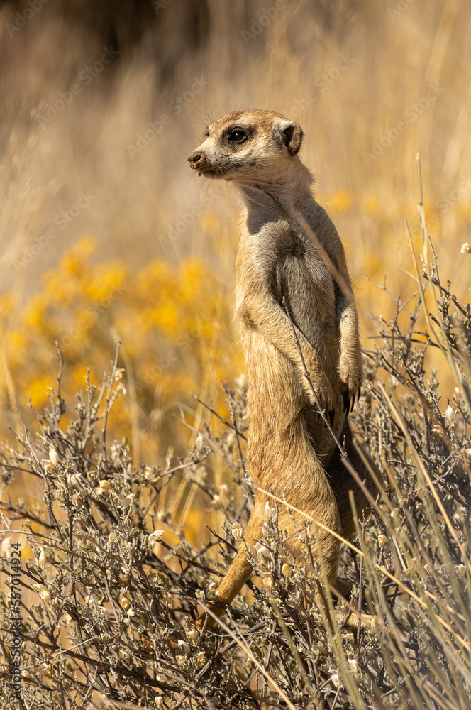 meerkat on the lookout