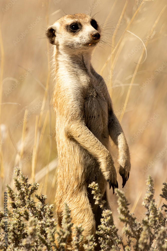 meerkat on guard duty