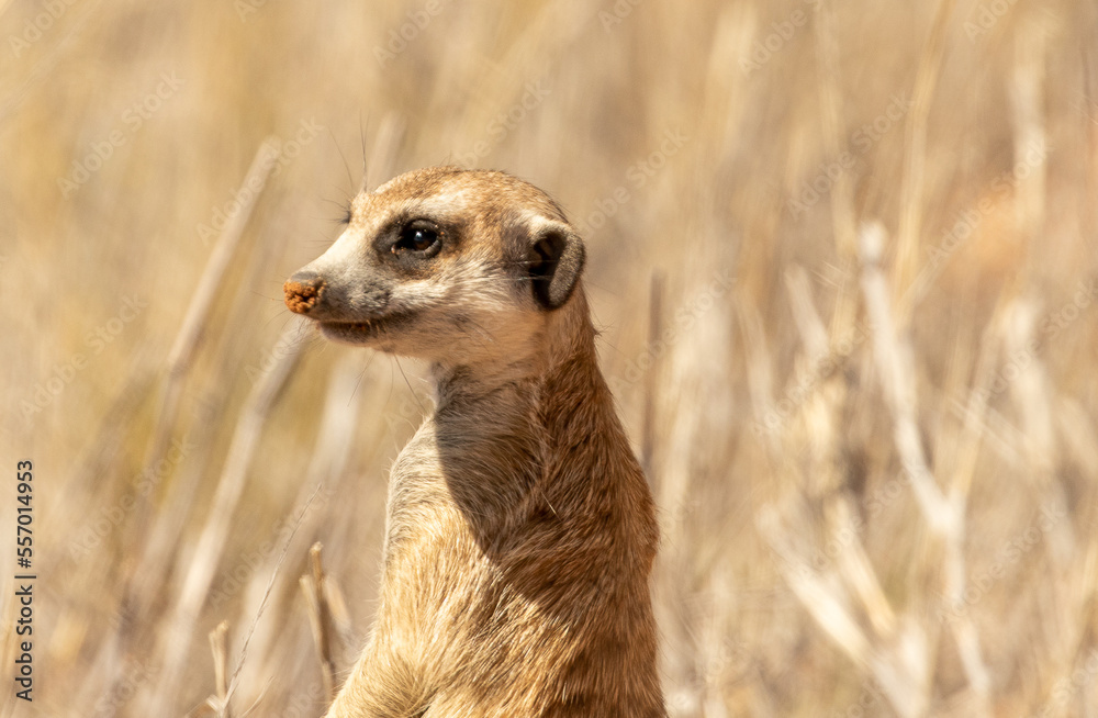 meerkat standing guard