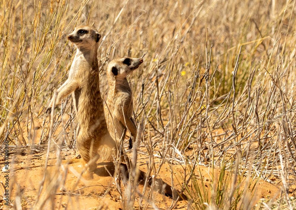 two meerkats watching in opposite directions standing