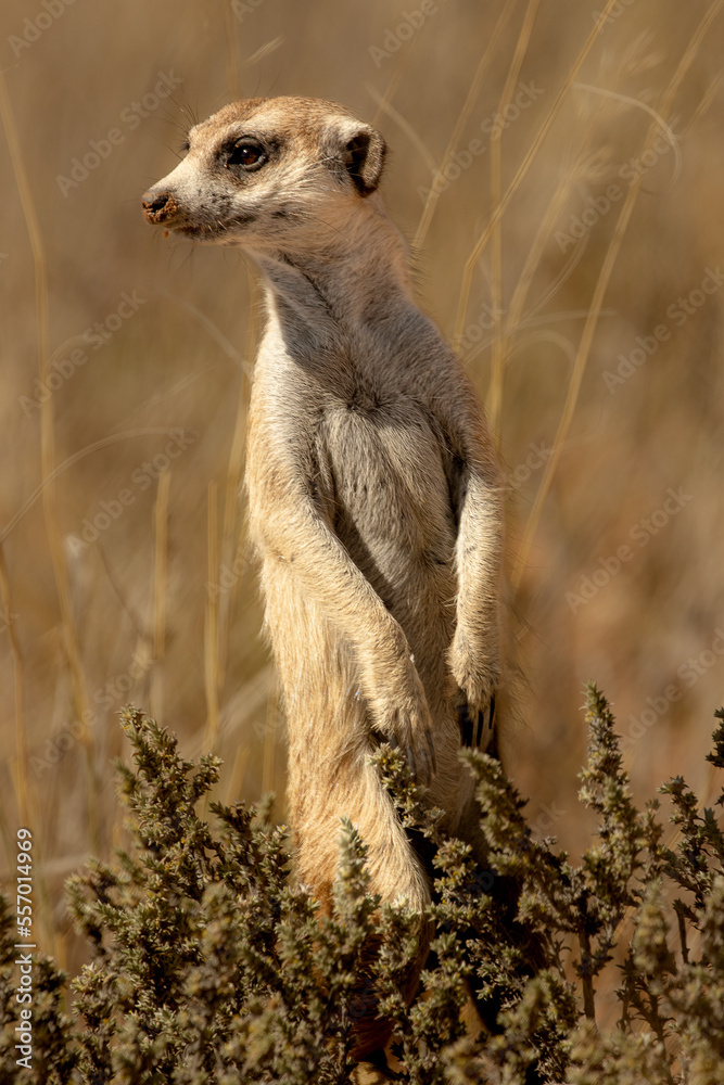 meerkat on the lookout