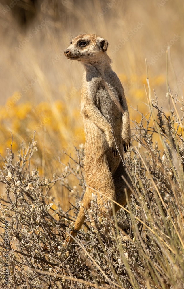 meerkat standing on guard in grassland