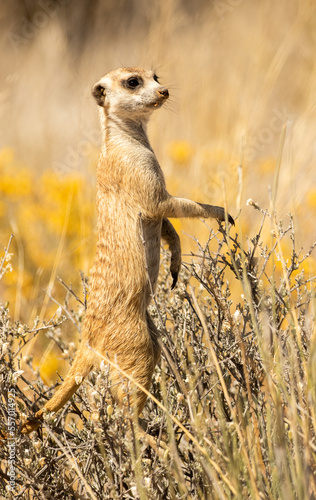 cute meerkat standing watching