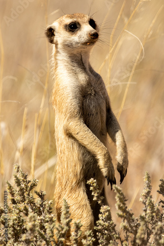Obraz na płótnie meerkat on guard duty w salonie