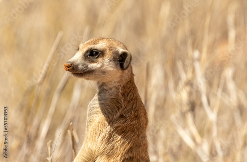 Obraz na płótnie meerkat standing guard w salonie