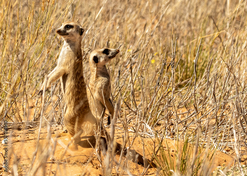 Obraz na płótnie two meerkats watching in opposite directions standing w salonie