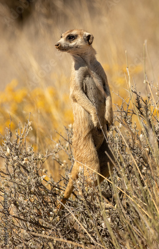 Obraz na płótnie meerkat standing on guard in grassland w salonie